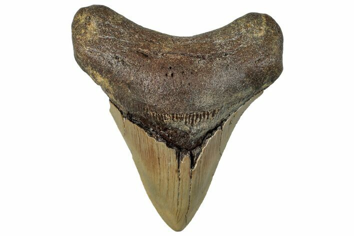 Bargain, Fossil Megalodon Tooth - North Carolina #295077